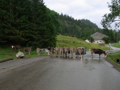 Cows on the street